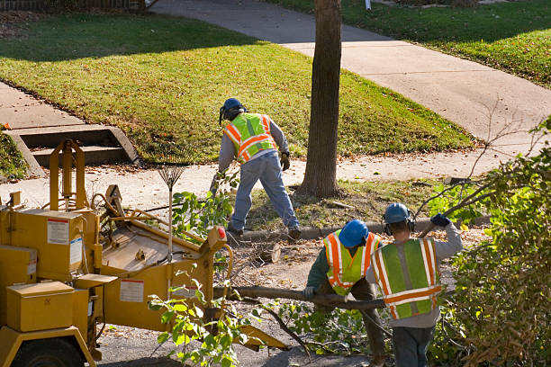 Best Lawn Disease Treatment  in Trinity, NC